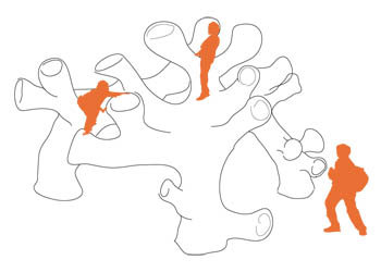 climbing corals